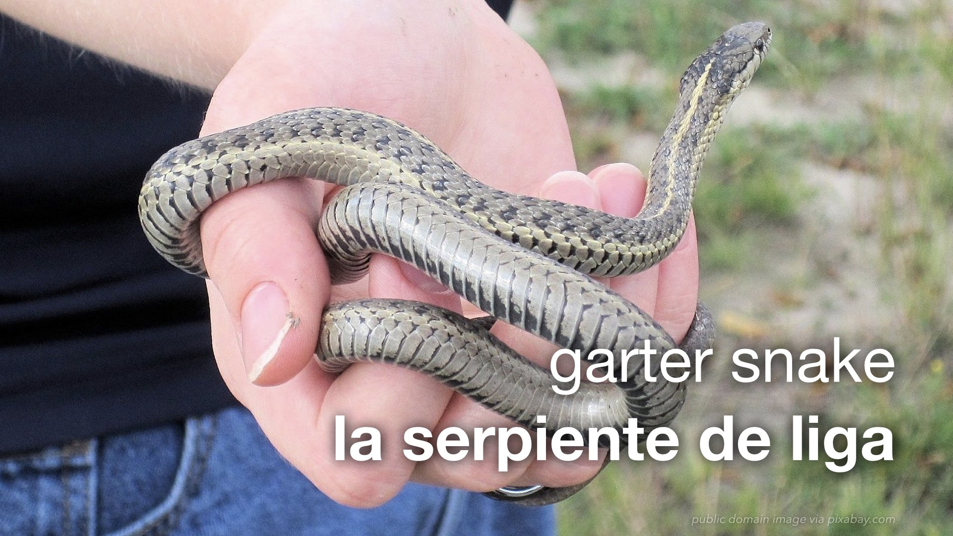 Уж скрещенный. Уж скрещенный с гадюкой. Змейка. Garter Snake. Какие змеи водятся на Кубе.