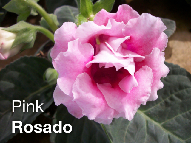 LEAF Spanish Photo Flashcards - Pink / Rosado