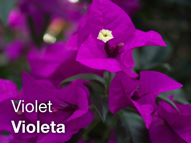 LEAF Spanish Photo Flashcards - Violet / Violeta