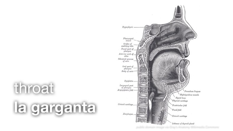 essential anatomy spanish