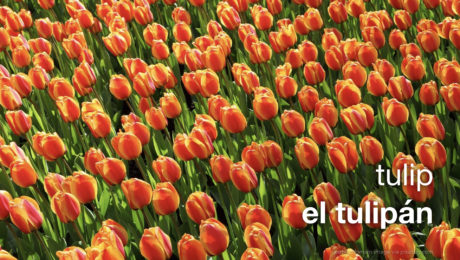 Spanish Vocabulary: Plants : The LEAF Project